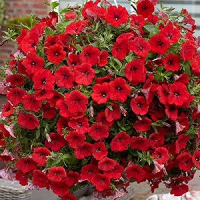 Сурфиния "Deep Red"
