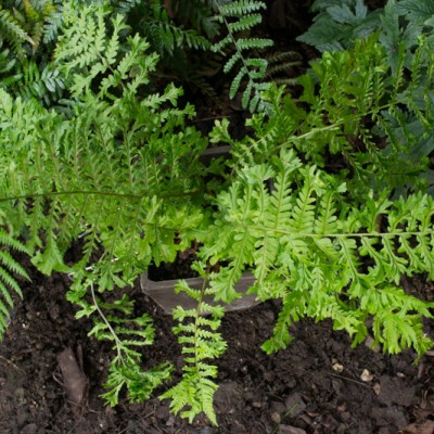 Папоротник садовый DRYOPTERIS AFFINIS POLYDACTYLA DADDS
