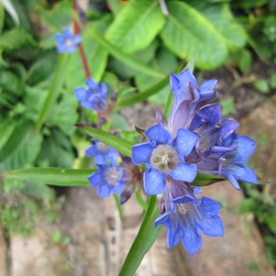GENTIANA DAURICA’NIKITA’