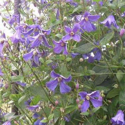 Клематис колокольчик Eriostemon