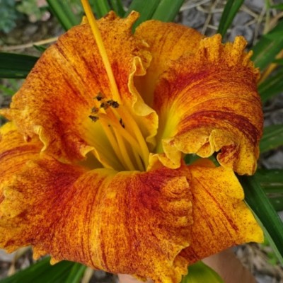 Лилейник HEMEROCALLIS FREAKY TIKI