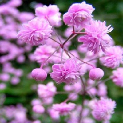 THALICTRUM HEWITT’S DOUBLE