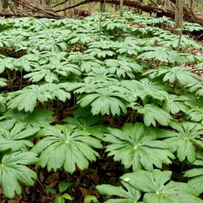 PODOPHYLLUM PELTATUM