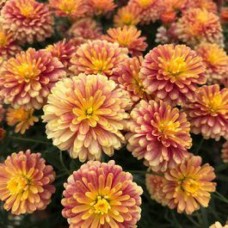Аргирантемум "Double Apricot"