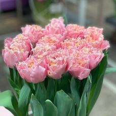 Тюльпан бахромчатый Pink Magic