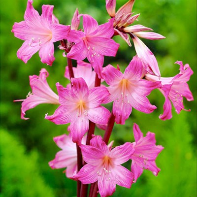 Амариллис Belladonna