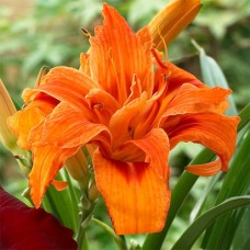 Лилейник APRICOT BEAUTY