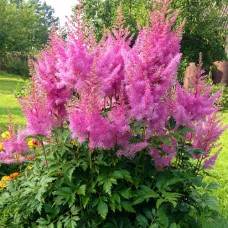 Астильба (корневища) Gloria Purpurea Астильба (корневища) Gloria Purpurea