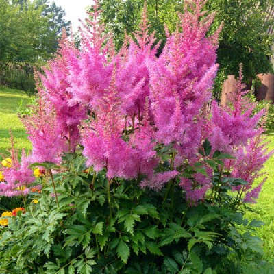 Астильба (корневища) Gloria Purpurea