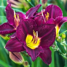 Лилейник HEMEROCALLIS BELA LUGOSI