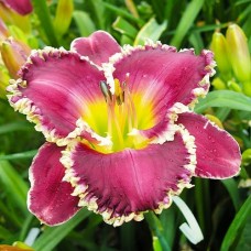 Лилейник HEMEROCALLIS BETTYLEN