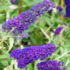 Буддлея Empire blue