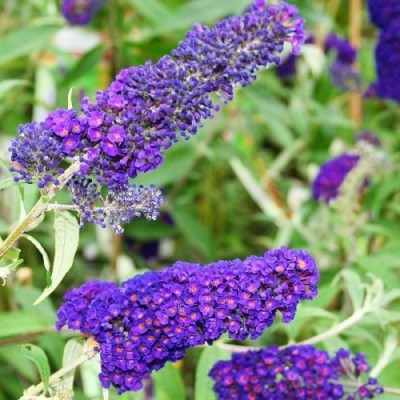 Буддлея Empire blue