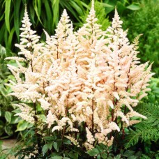 Астильба (корневища) Bumalda Астильба (корневища) Bumalda