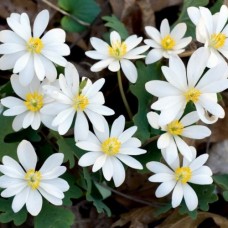 SANGUINARIA CANADENSIS SANGUINARIA CANADENSIS