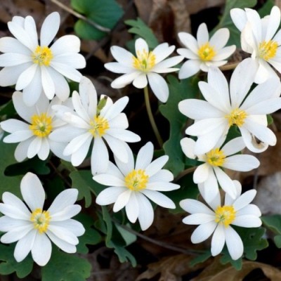 SANGUINARIA CANADENSIS