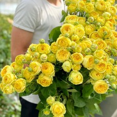 Роза английская Каталина Роза английская Каталина