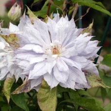Клематис махровый Jackmanii Alba Клематис махровый Jackmanii Alba