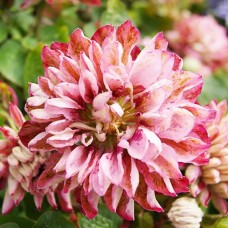 Клематис махровый Pink Passion