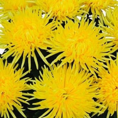 Хризантема "Alaka Jaune" (низкорослая крупноцветковая)