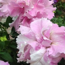 Сурфиния "Double Cascade Orchid Mist"