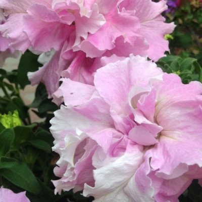 Сурфиния "Double Cascade Orchid Mist"