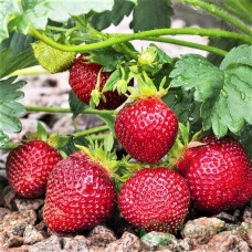Клубника позднего созревания Корона