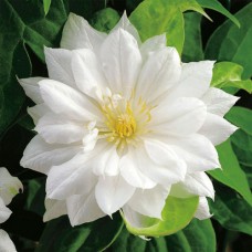 Клематис махровый Duchess of Edinburgh
