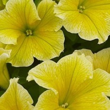 Сурфиния "Fanfare New Yellow"