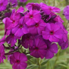Флокс Dusterlohe Флокс Dusterlohe