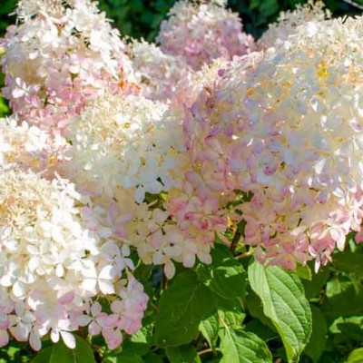 Гортензия крупнолистная перл нами