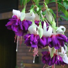 Фуксия ампельная "Deep Purple"