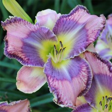 Лилейник HEMEROCALLIS MILDRED MITCHELL