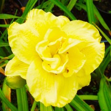 Лилейник HEMEROCALLIS YELLOW SUBMARINE