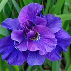 Ирис SIBIRICA KABOOM