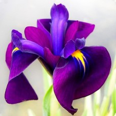 Ирис IRIS ENSATA «VARIEGATA»