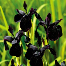 Ирис BLACK FORM