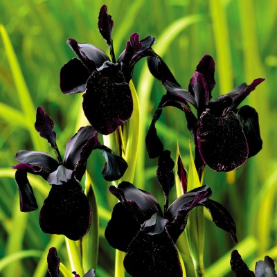 Ирис BLACK FORM