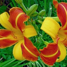 Лилейник HEMEROCALLIS TROPICALL PASSION