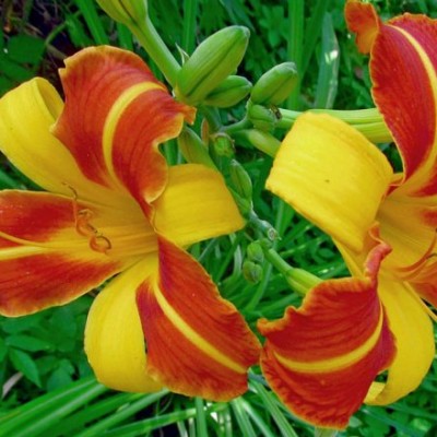 Лилейник HEMEROCALLIS TROPICALL PASSION