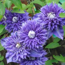 Клематис махровый Multi Blue