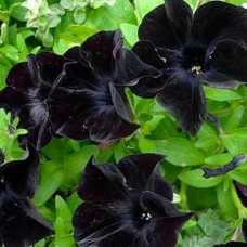 Сурфиния "Black Velvet" Сурфиния "Black Velvet"