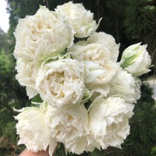 Тюльпан махровый поздний Snow Crystal