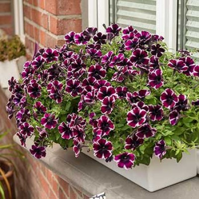 Петуния ампельная Sweetunia "Miss Marvelous"