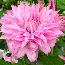 Клематис махровый Multi Pink