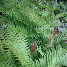 Папоротник садовый OSMUNDA REGALIS JAPONICUM