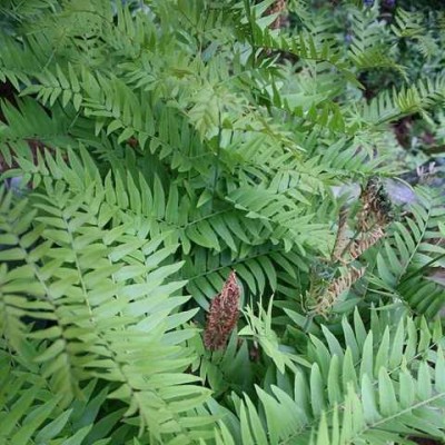 Папоротник садовый OSMUNDA REGALIS JAPONICUM