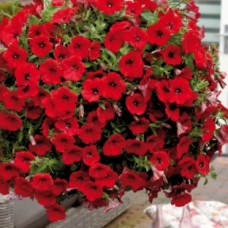Сурфиния "Double Cascade Red"