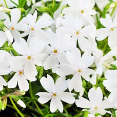 Флокс White Delight 