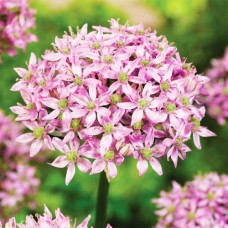 Аллиум Pink Jewel